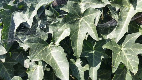 High angle view of plant