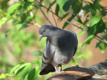 Close-up of bird perching on branch