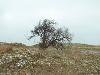 Close-up of tree against sky