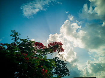 Low angle view of tree against sky