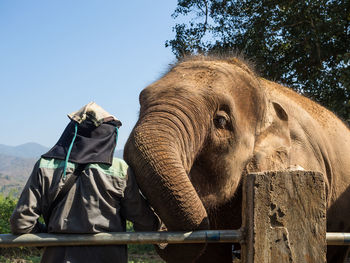 Low angle view of elephant on wood against sky