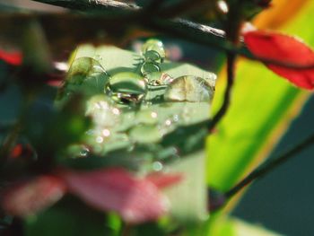 Close-up of water drops on plant