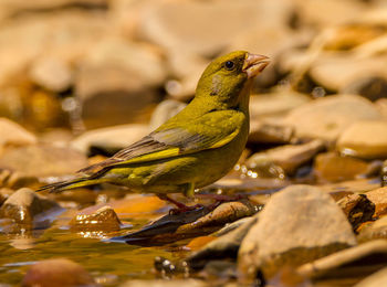 Close-up of bird in water