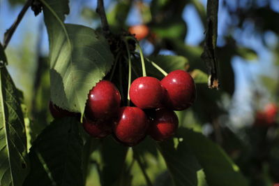 Close-up of cherries growing on tree