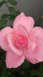 Close-up of pink flower
