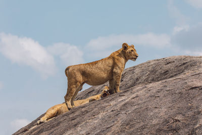 Lioness with lion cub sitting on a rock against the sky