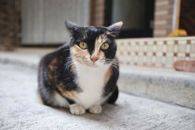 Portrait of cat sitting on floor