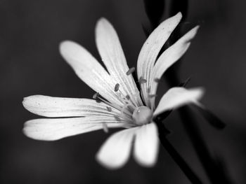 Close-up of flowering plant