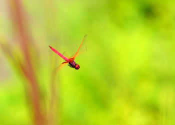 Close-up of insect on red leaf