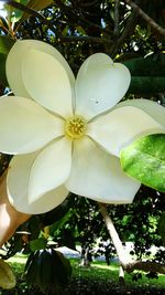 Low angle view of white flowers