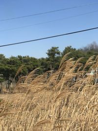 Scenic view of agricultural field against clear sky