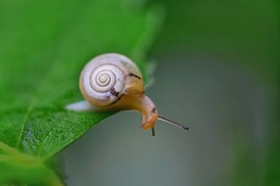 Close-up of snail on plant