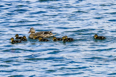 Ducks swimming in lake