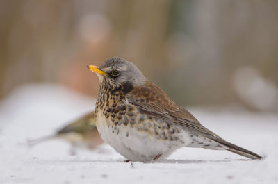 Close-up of bird perching on snow