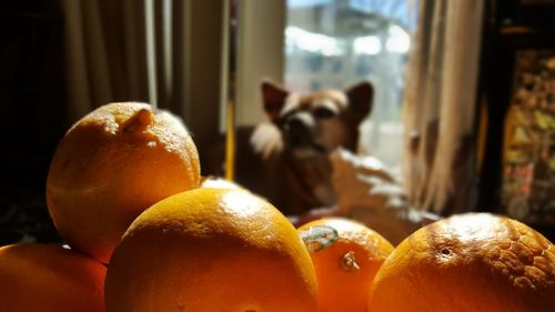 Close-up of oranges against dog at home