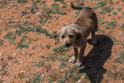 High angle view of dog on field