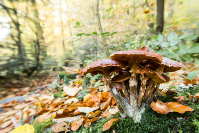 Close-up of mushroom on tree in forest