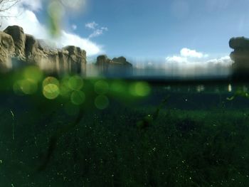 Reflection of trees in water