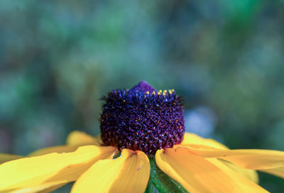 Close-up of purple flower