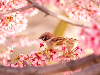 Close-up of honey bee perching on pink flower