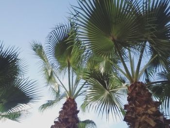 Low angle view of palm trees against sky