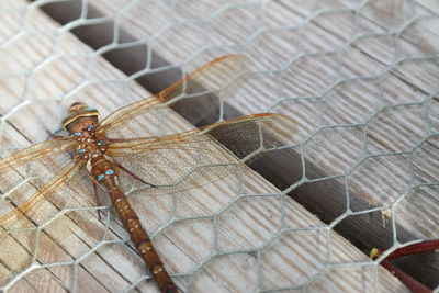Close-up of dragonfly on net