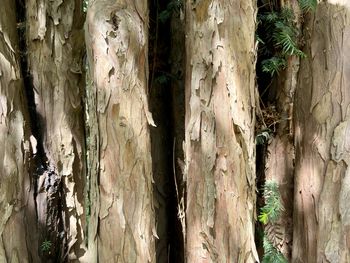 Full frame shot of tree trunk in forest