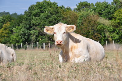 Portrait of cow on field against trees