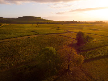 Scenic view of agricultural field against sky during sunset