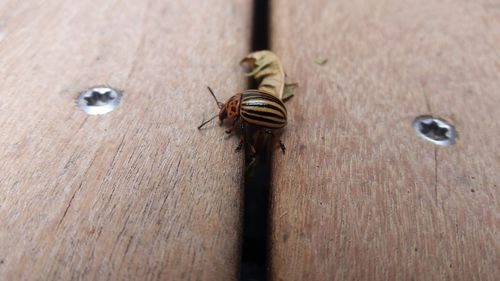 High angle view of housefly on wood