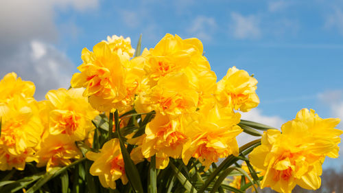 Close-up of yellow flowering plant against sky