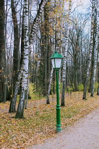 Trees in forest during autumn