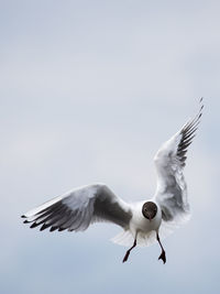 Close-up of black-headed gull flying against sky