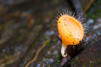 Close-up of spider