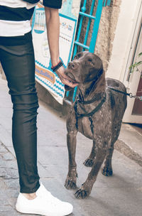 Low section of man standing with dog