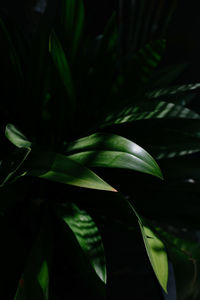 Sunlight falling on plants growing outdoors