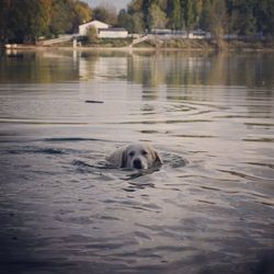 Dog swimming in lake