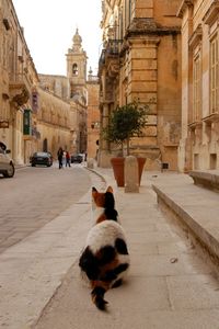 Cat living in l-imdina, malta