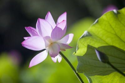 Close-up of purple flowering plant