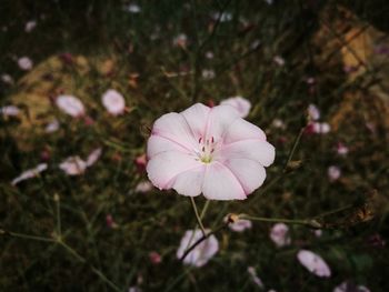 Close-up of pink flowering plant on field