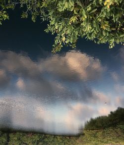 Scenic view of trees on field