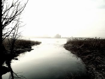 Reflection of trees in water