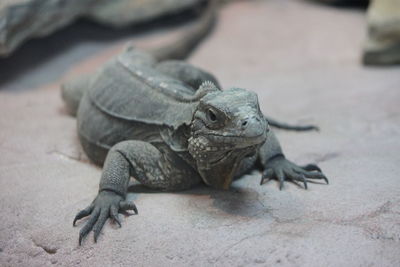 Close-up of lizard