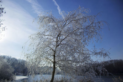 Low angle view of trees against sky during winter