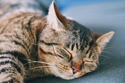 Close-up of cat sleeping