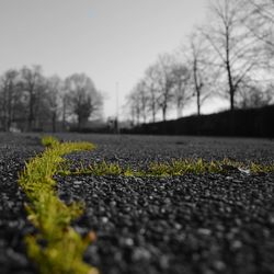 Close-up of dirt road by flower trees