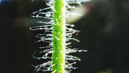 Close-up of wet plant