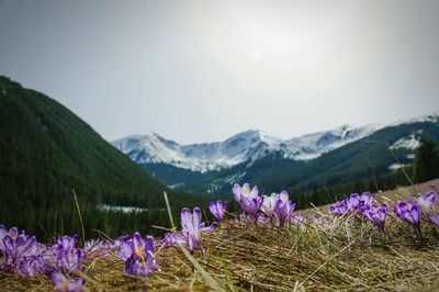 Crocuses blooming against mountains