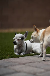 Dogs running on field