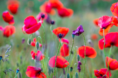 Close-up of red poppy flowers in field